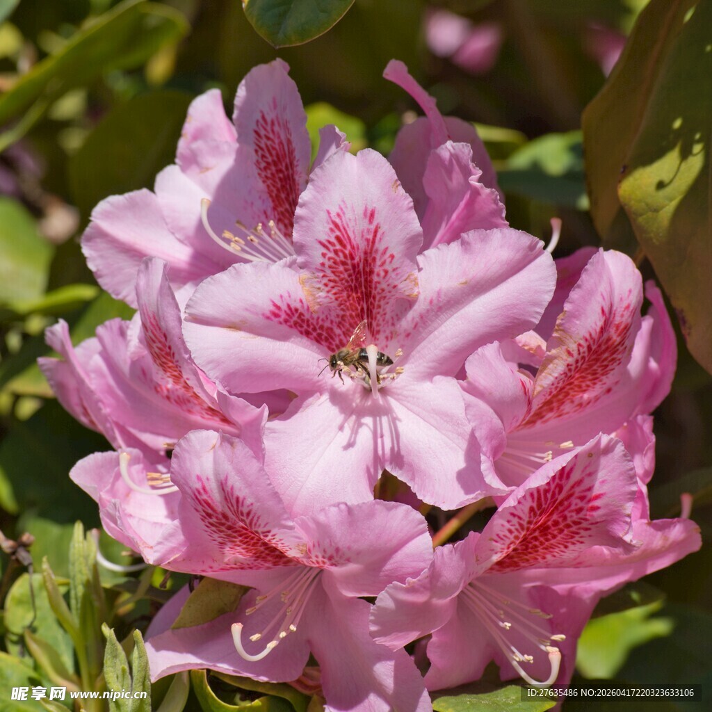 娇艳粉色杜鹃花绽放
