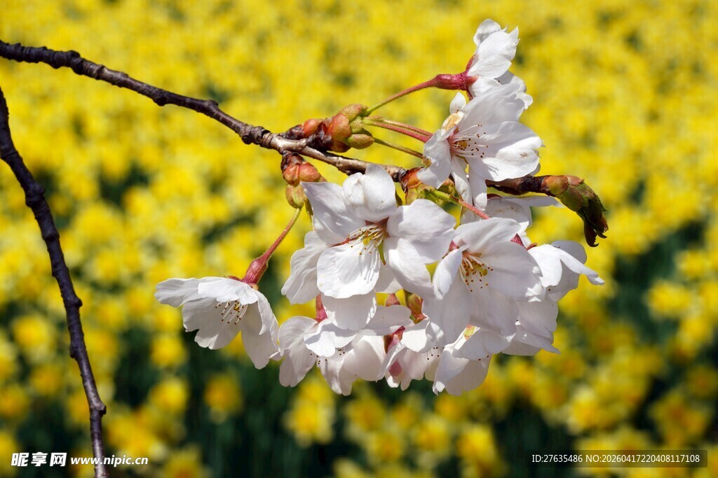枝头绽放的美丽白色樱花