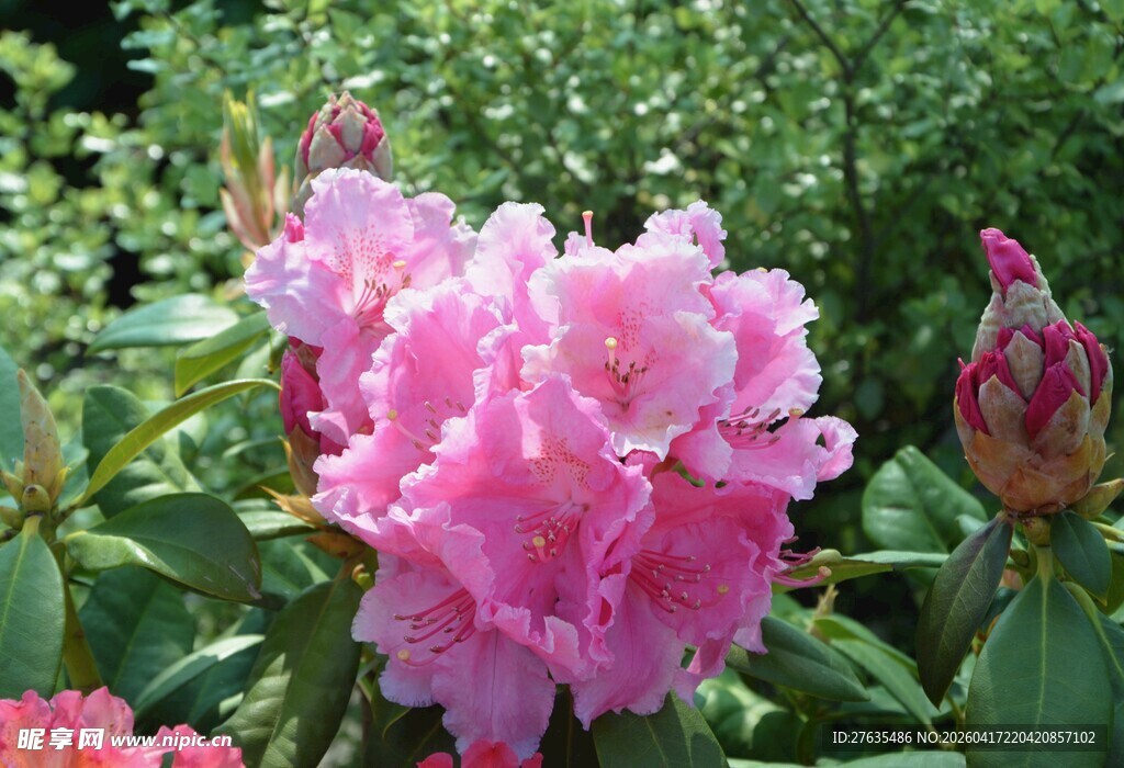 娇艳盛开的粉色杜鹃花