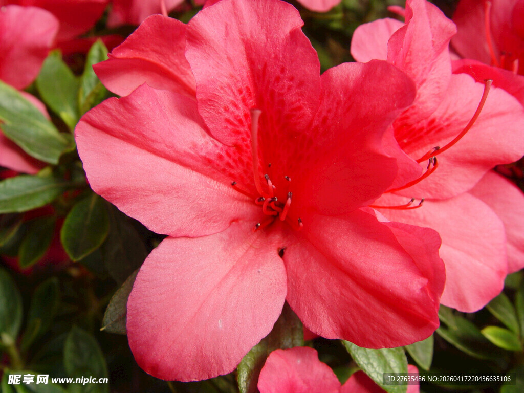 娇艳盛开的粉红色杜鹃花