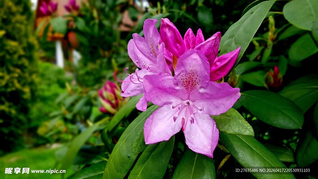 娇艳粉色杜鹃花