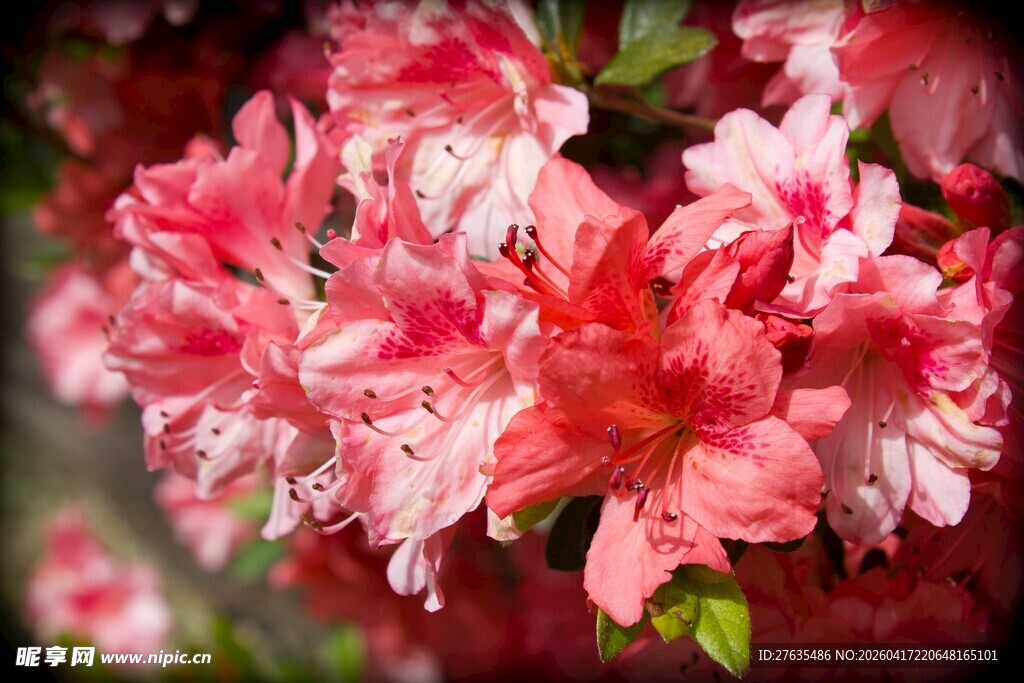 娇艳盛开的粉红色杜鹃花