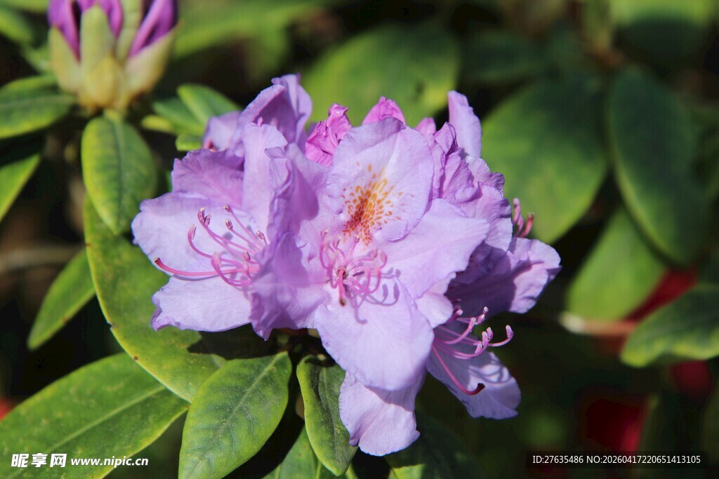 紫色杜鹃花特写