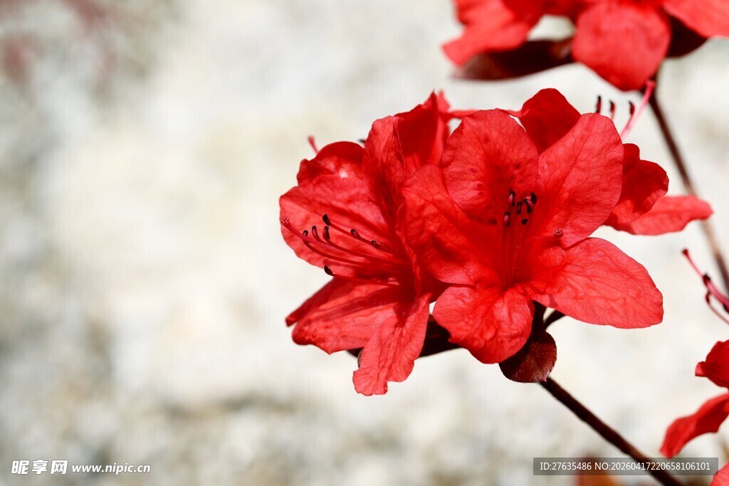 娇艳红杜鹃绽放