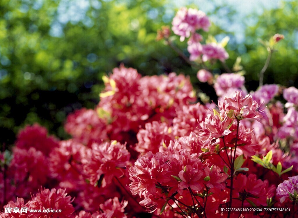 艳丽红花卉绽放