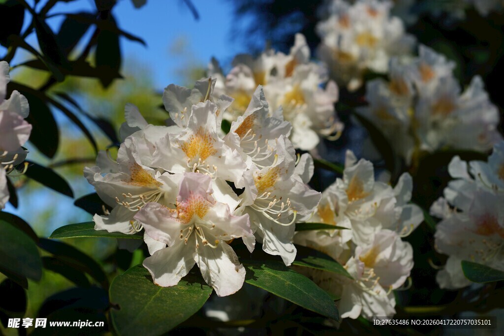 盛开的白色花朵