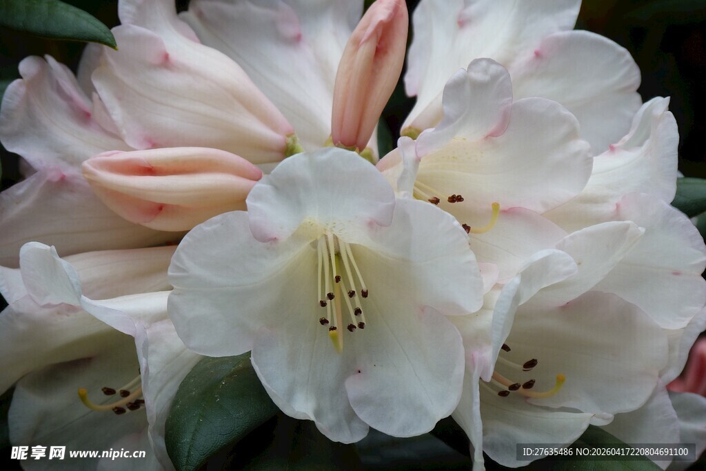 娇艳盛开的白色杜鹃花