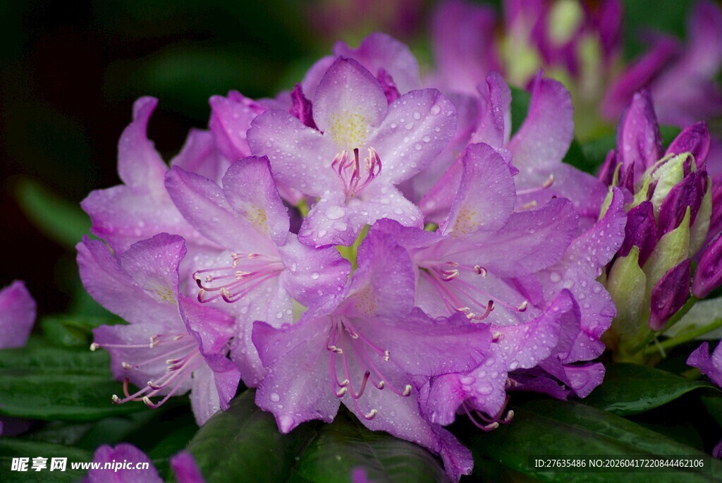 美丽紫杜鹃花绽放