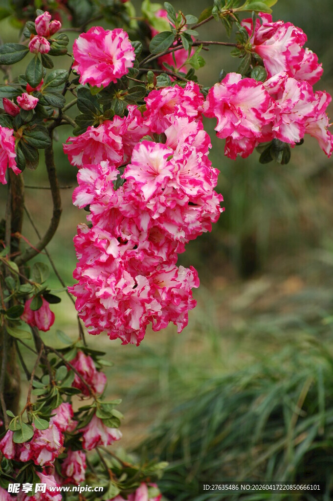 娇艳盛开的粉色花卉
