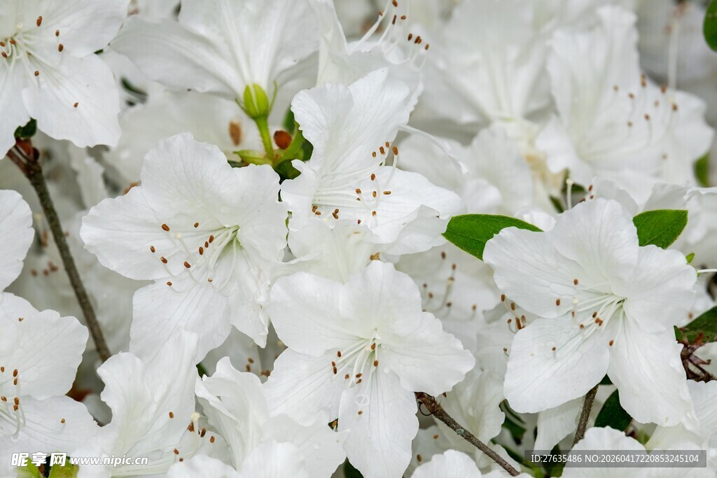 洁白杜鹃花绽放