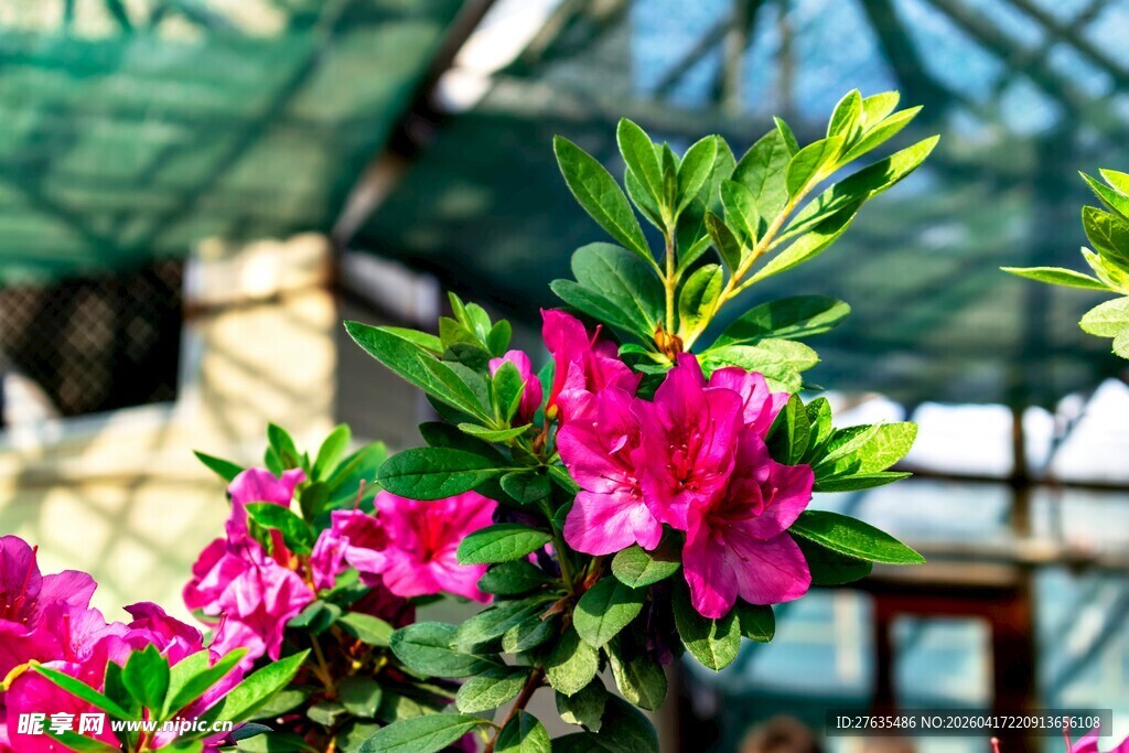 娇艳绽放的粉色花卉