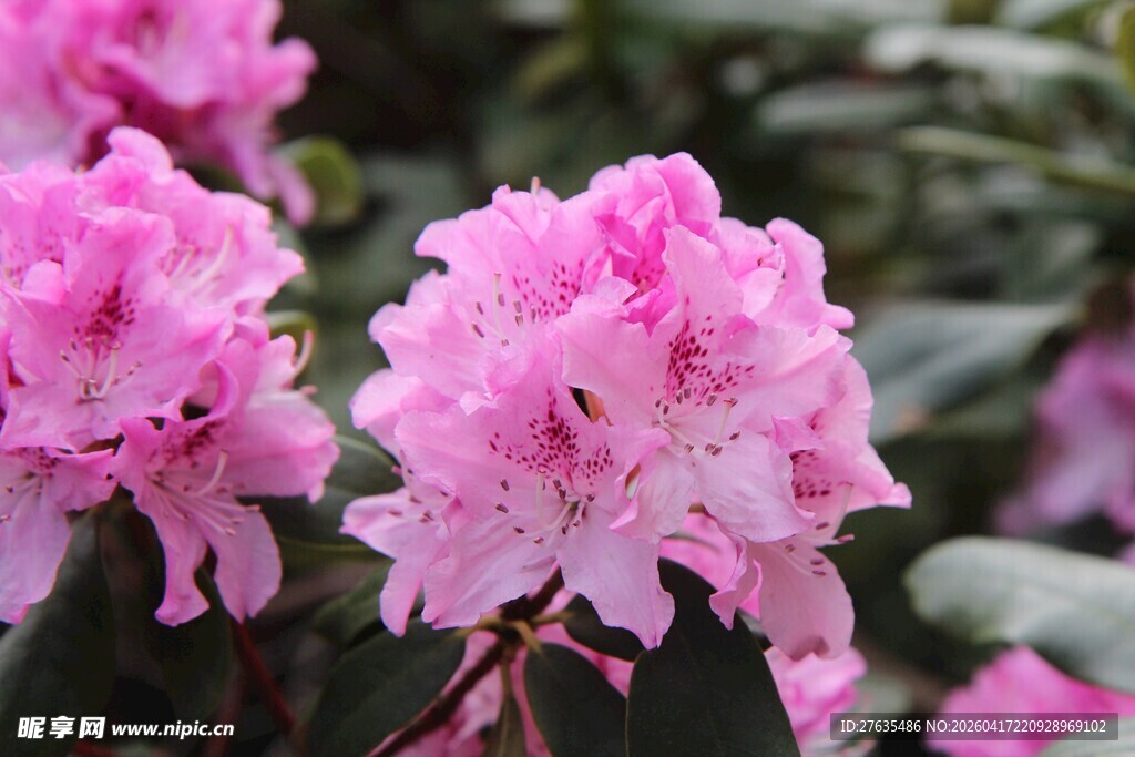 娇艳粉色杜鹃花绽放