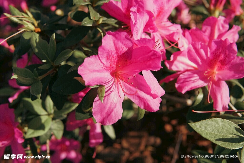 娇艳粉色杜鹃花绽放
