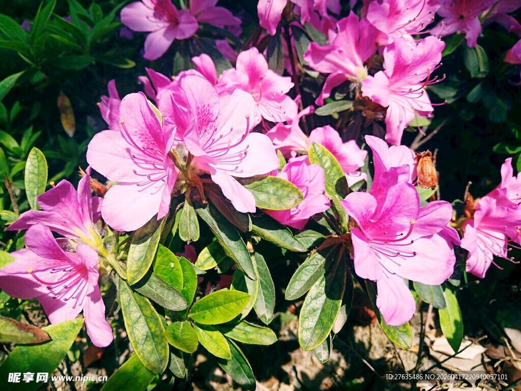 娇艳盛开的粉色杜鹃花