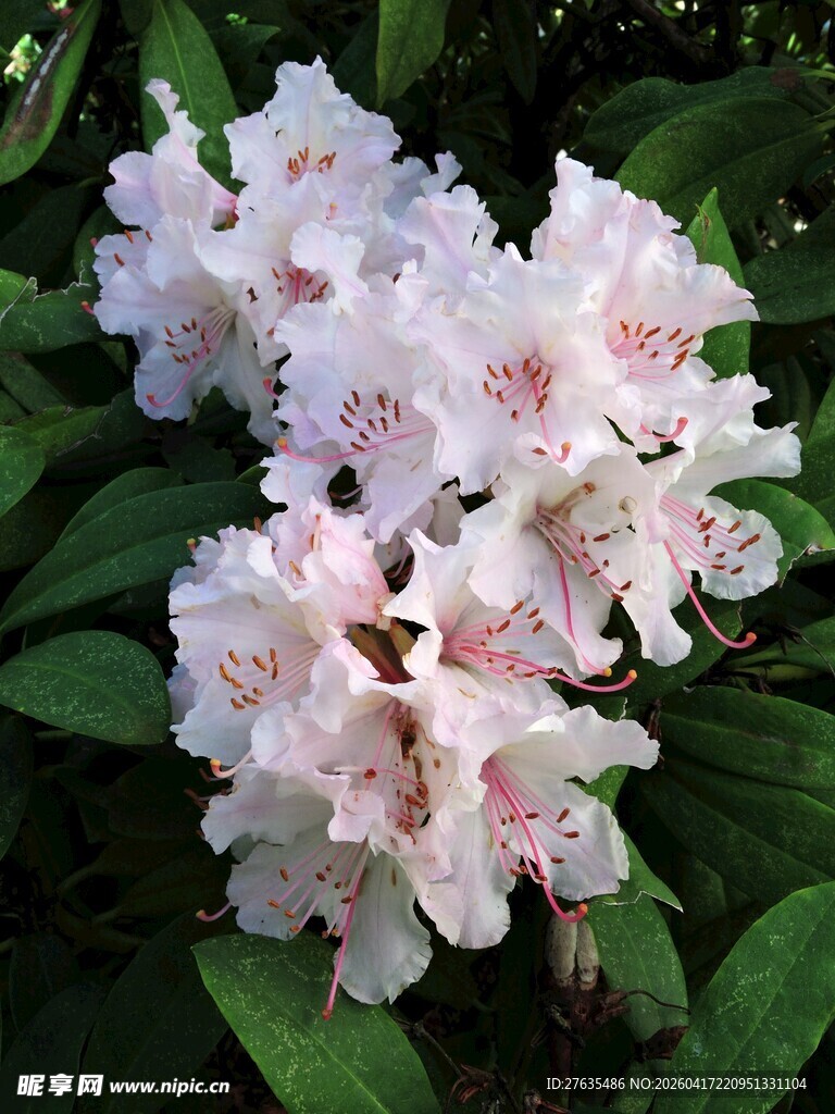 美丽绽放的白色杜鹃花