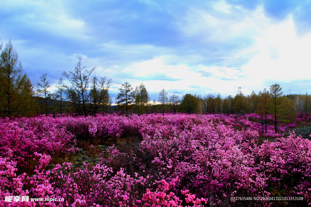 浪漫粉花盛放的原野