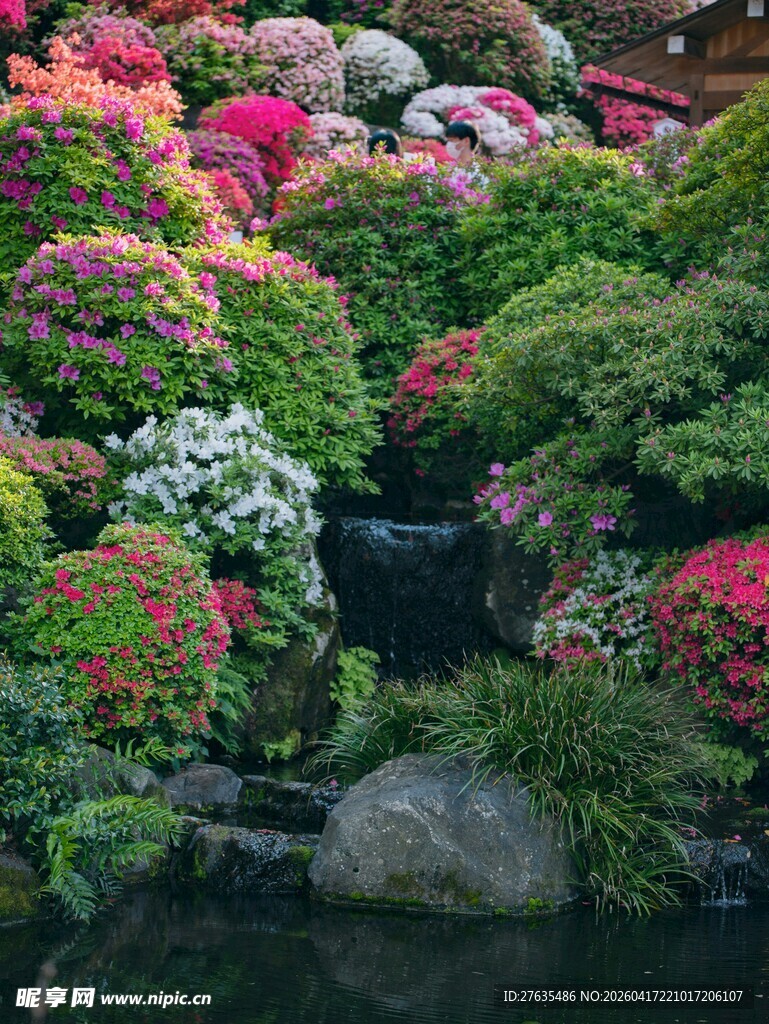 日式花园花卉与溪流美景
