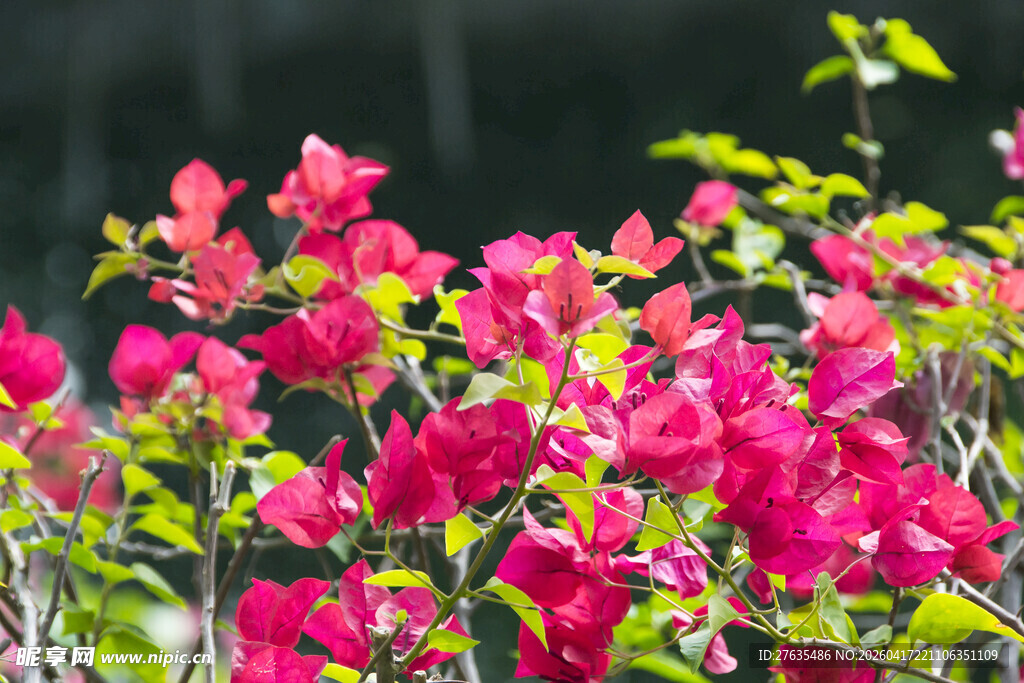 艳丽三角梅绽放