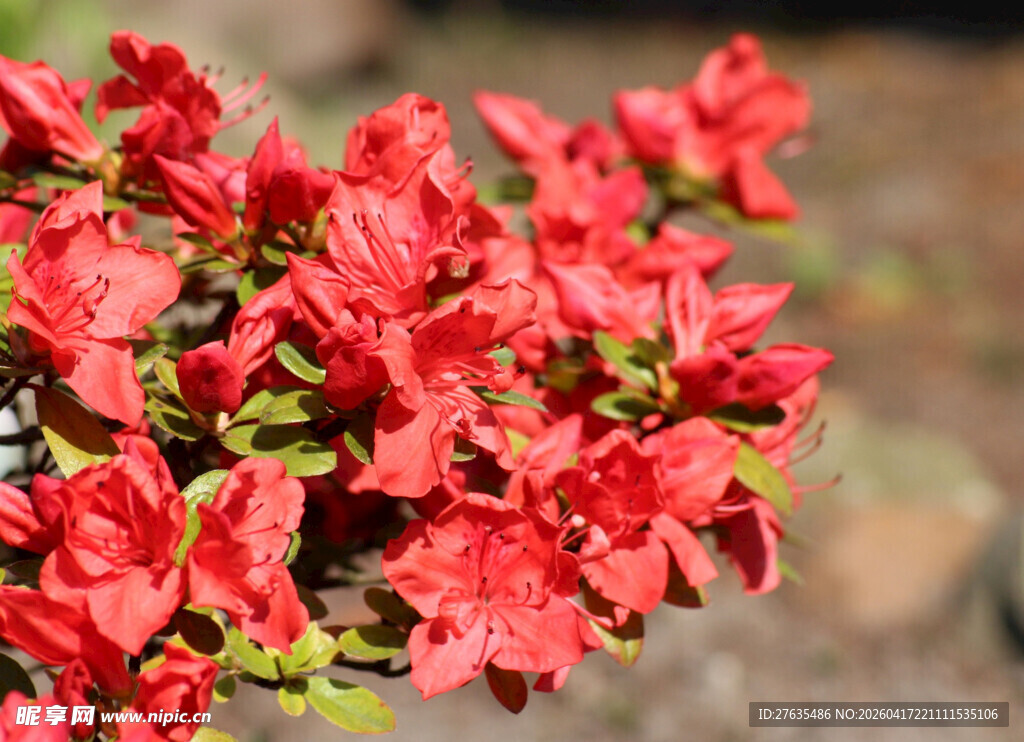 鲜艳红杜鹃绽放