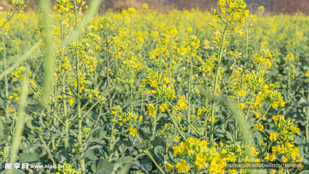金黄油菜花田美景