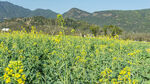 金黄油菜花田与远山美景