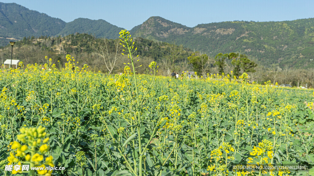 金黄油菜花田与远山美景