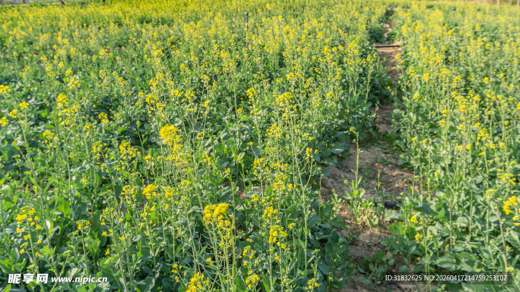 金黄油菜田中蜿蜒小径