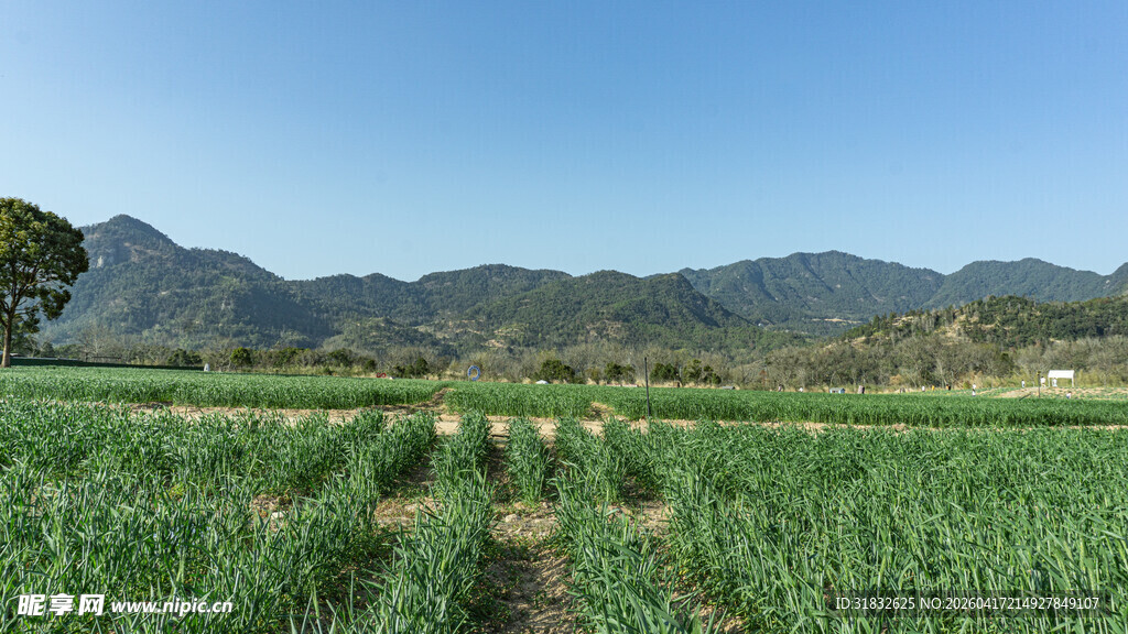 田园风光 葱郁农田与远山