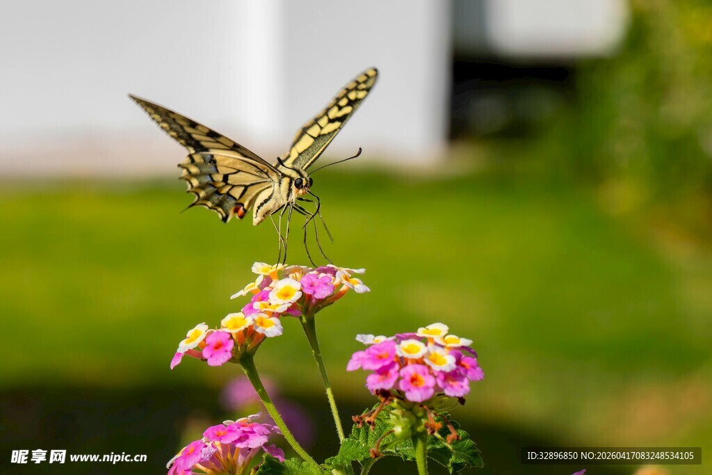 蝴蝶停驻于粉色小花上