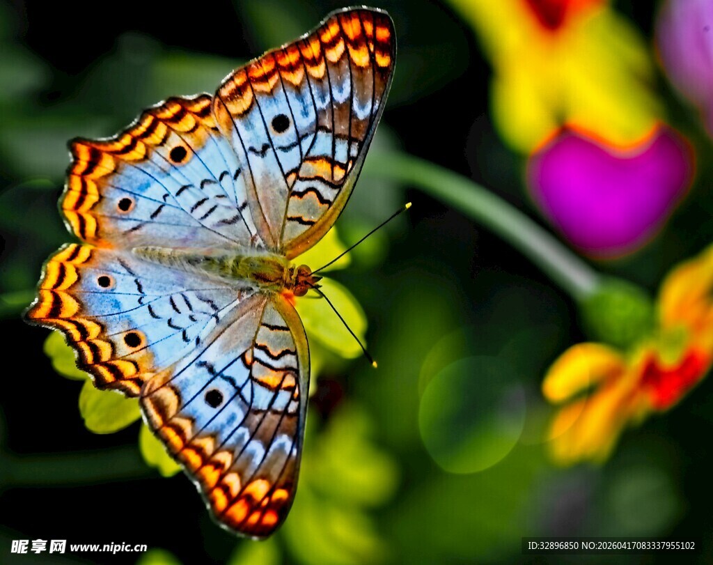 彩蝶停驻于娇艳花朵间