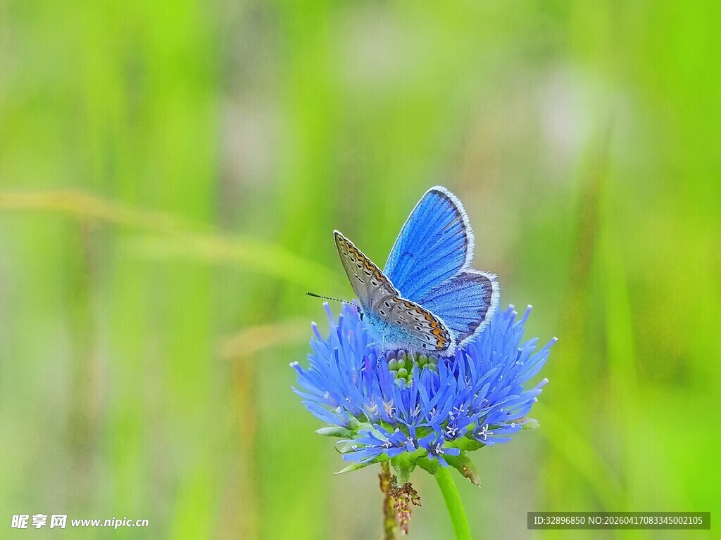 蓝蝶停驻蓝色花朵