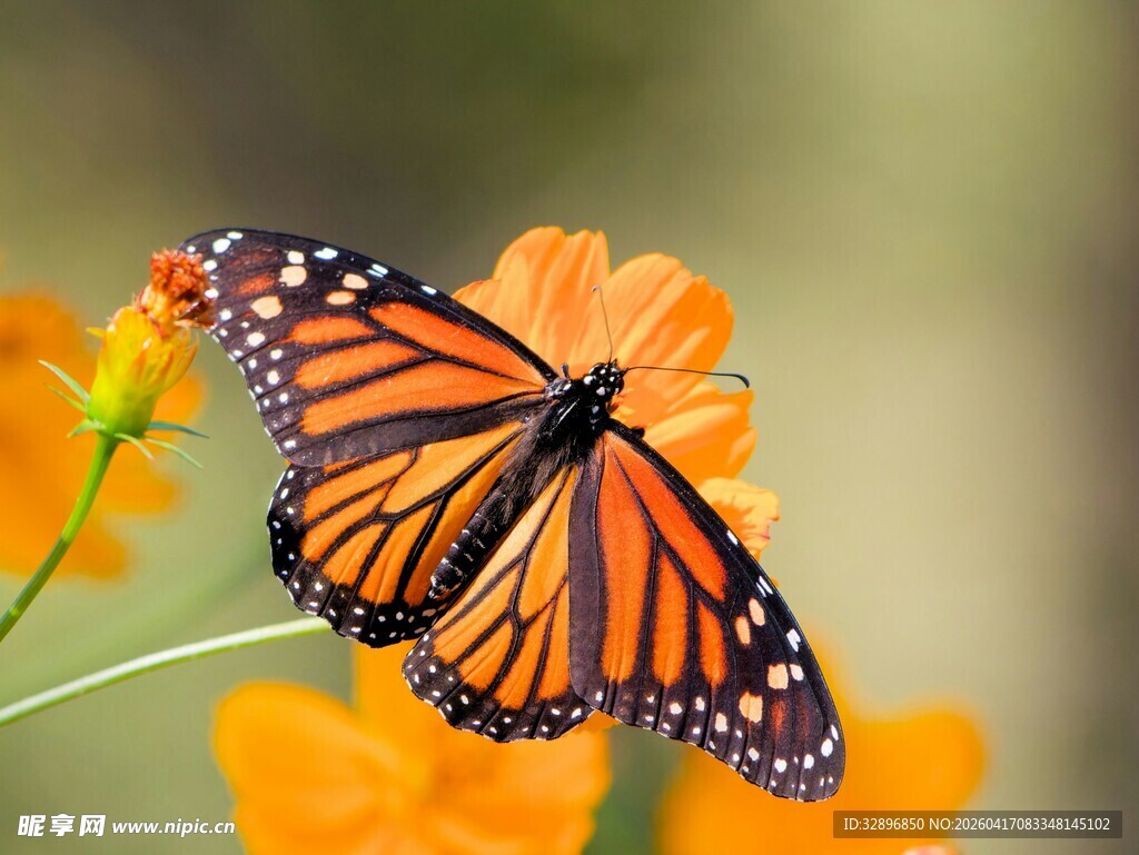 蝴蝶栖于艳黄花朵上