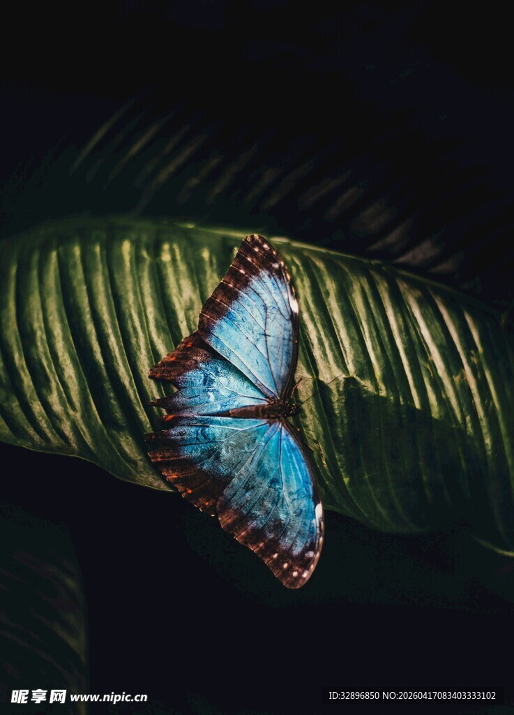 蓝蝶停于绿叶上