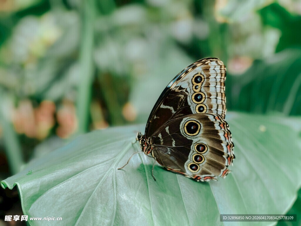绿叶上的花纹蝴蝶