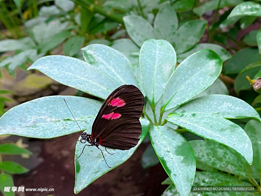 绿叶上的红纹蝴蝶