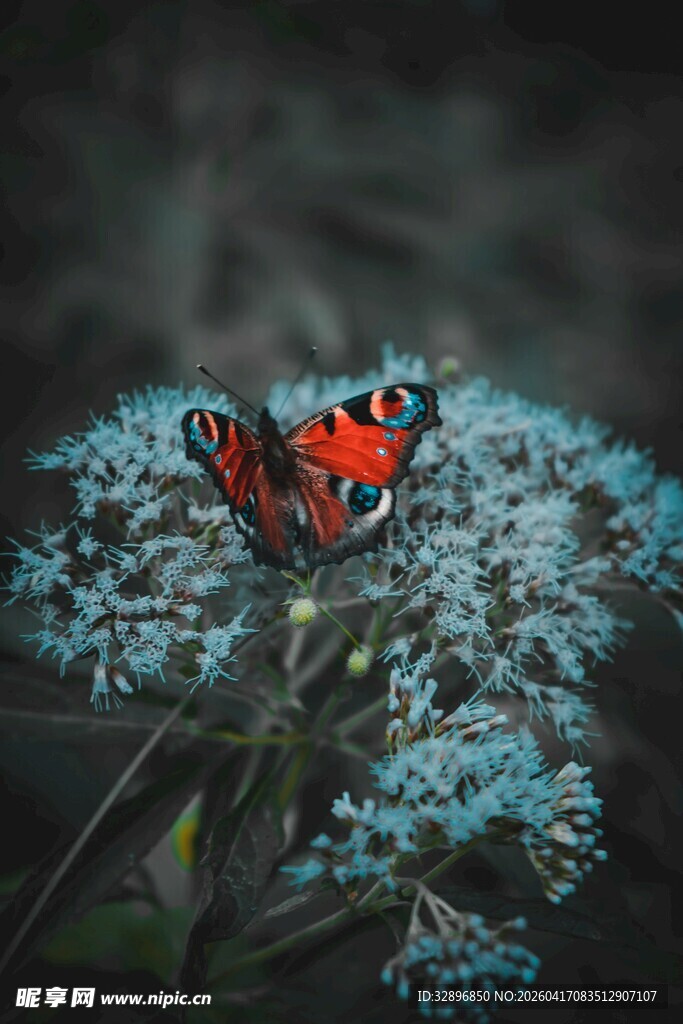 红蝴蝶停栖蓝花上