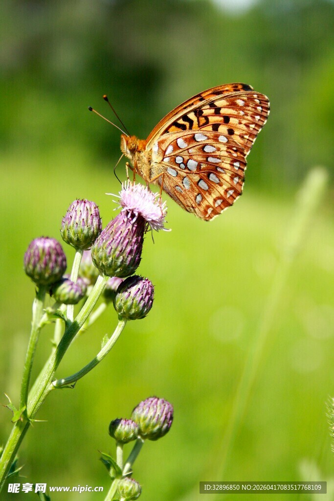 蝴蝶停驻紫色花朵上