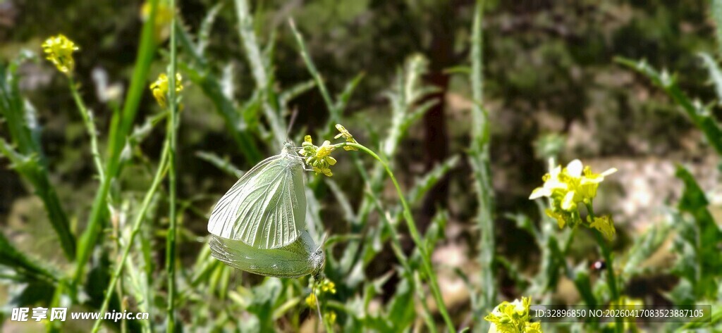 草丛中的白色花朵