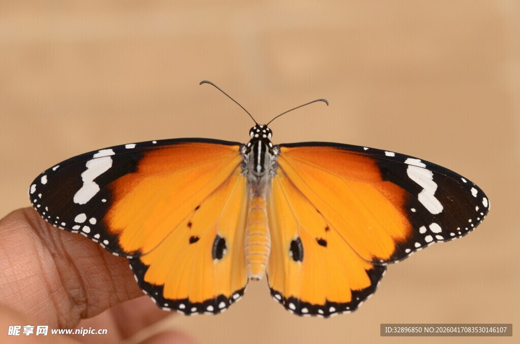 手托橙黑相间美丽蝴蝶