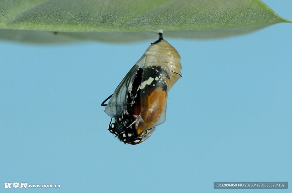 悬挂在叶下的蝶蛹
