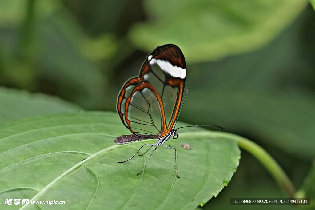 绿叶上的奇特蝴蝶