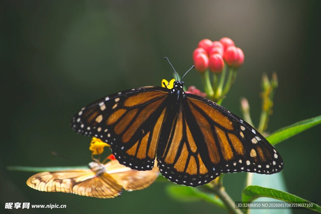 帝王蝶停驻于娇艳花朵旁