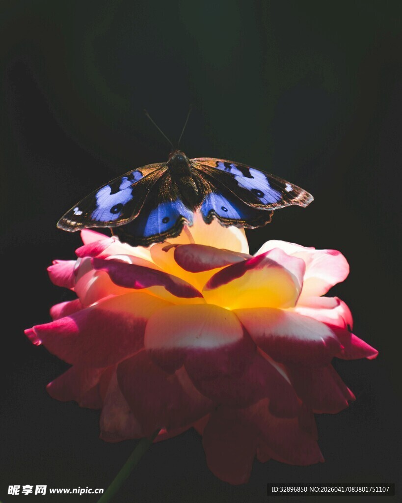 蝴蝶停驻多彩花朵上