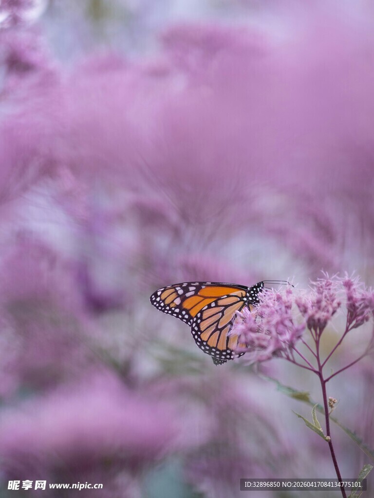 蝶舞紫花丛中