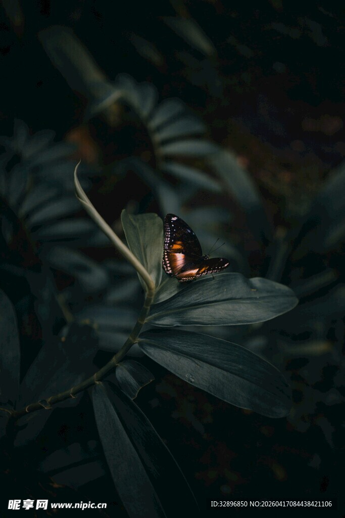 暗夜中栖息于叶上的蝴蝶