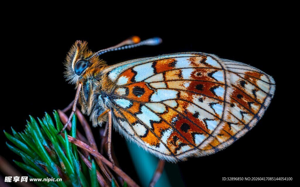 多彩蝴蝶停驻绿植