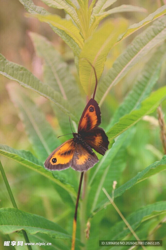绿叶上的斑斓蝴蝶