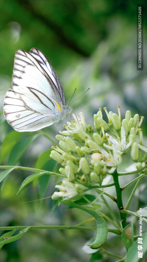 白蝶停驻绿植间
