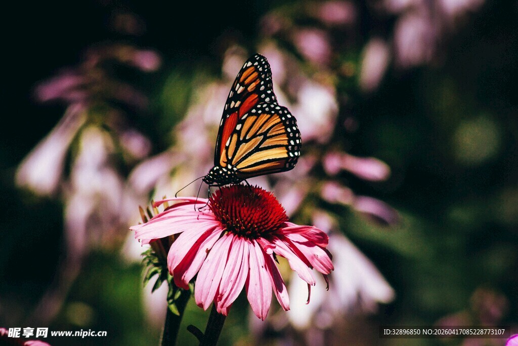 蝴蝶停驻在粉色花朵上