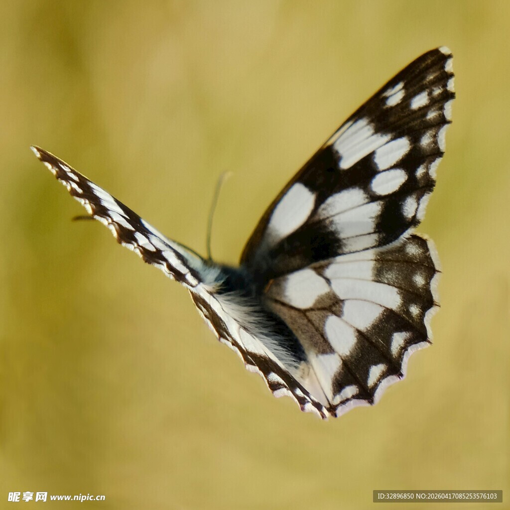 黑白蝴蝶展翅飞翔